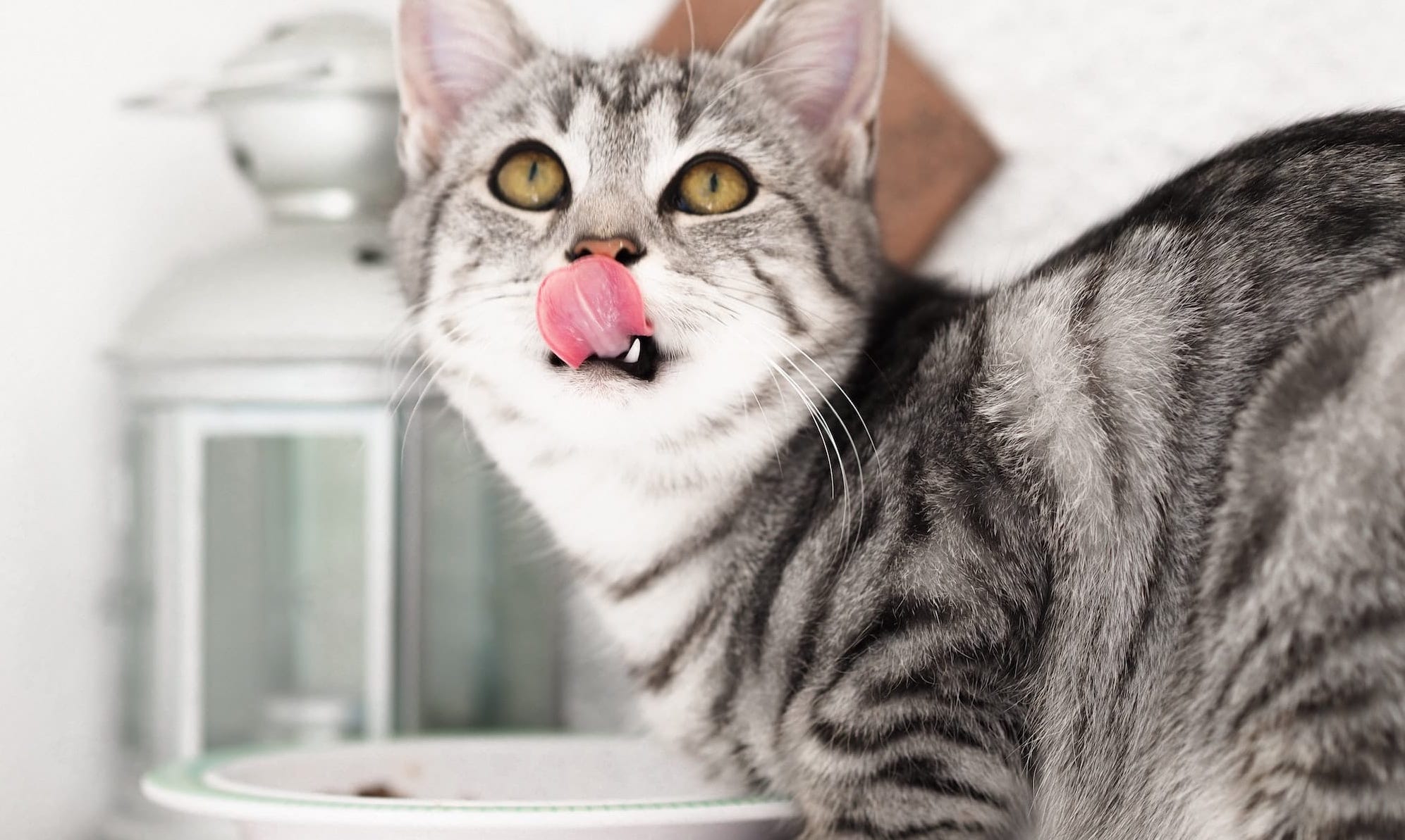 Underweight Senior Cat? What to Check First Before Helping Your Cat Gain Weight